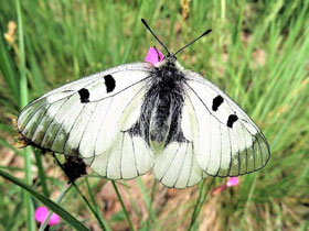 Смотреть фото Мнемозина Фото Мнемозина