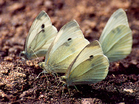 Смотреть фото Капустница Фото Капустница