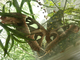 Смотреть фото Павлиноглазка атлас Фото Павлиноглазка атлас