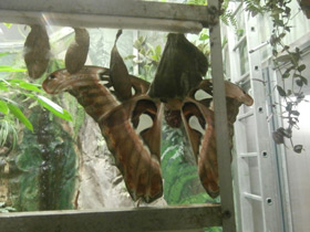 Смотреть фото Павлиноглазка атлас Фото Павлиноглазка атлас