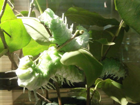 Смотреть фото Павлиноглазка атлас Фото Павлиноглазка атлас