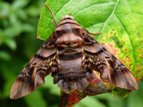 Фото Сфекодина хвостатая