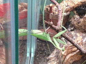 Смотреть фото Древесный богомол Фото Древесный богомол