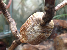 Смотреть фото Древесный богомол Фото Древесный богомол