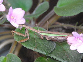 Фото Китайский богомол