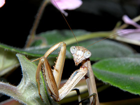 Фото Китайский богомол