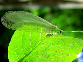 Смотреть фото Сетчатокрылые Фото Сетчатокрылые