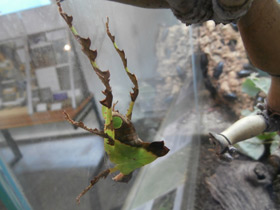 Смотреть фото Малазийский листовидный кузнечик Фото Малазийский листовидный кузнечик