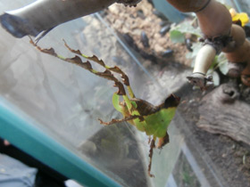 Смотреть фото Малазийский листовидный кузнечик Фото Малазийский листовидный кузнечик