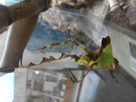 Смотреть фото Малазийский листовидный кузнечик Фото Малазийский листовидный кузнечик