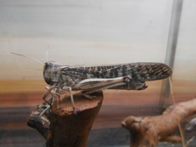 Смотреть фото Перелётная саранча Фото Перелётная саранча