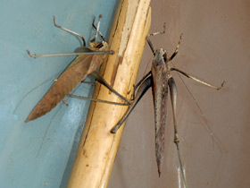 Фото Камбоджийский кузнечик