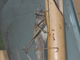 Фото Камбоджийский кузнечик