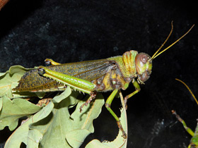 Гигантская саранча Гигантская саранча