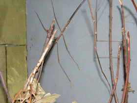 Смотреть фото Аннамский палочник Фото Аннамский палочник