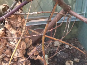 Фото Палочник Куникулина