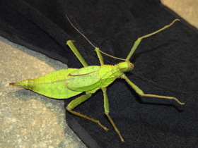 Смотреть фото Разнокрылый гигантский палочник Фото Разнокрылый гигантский палочник