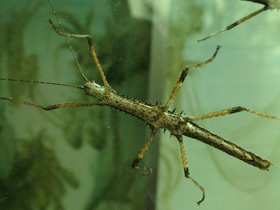 Смотреть фото Колючий палочник Фото Колючий палочник