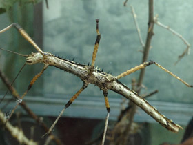 Смотреть фото Колючий палочник Фото Колючий палочник