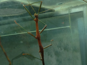 Смотреть фото Палочник перифетес Фото Палочник перифетес