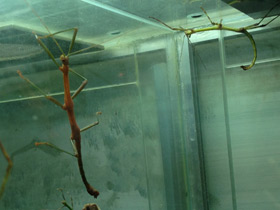 Смотреть фото Палочник перифетес Фото Палочник перифетес