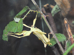 Смотреть фото Палочник-листовидка Фото Палочник-листовидка