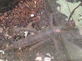 Фото Филиппинский палочник