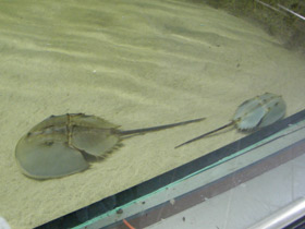 Смотреть фото Мечехвосты Фото Мечехвосты