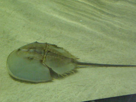 Смотреть фото Мечехвосты Фото Мечехвосты