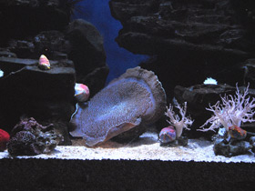 Смотреть фото Амплексидискус Фото Амплексидискус