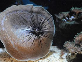 Амплексидискус Амплексидискус