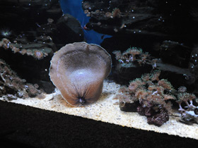 Смотреть фото Амплексидискус Фото Амплексидискус