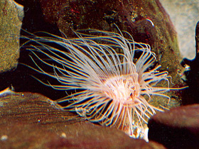 Смотреть фото Цериантарии Фото Цериантарии