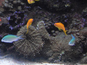 Смотреть фото Родактис Фото Родактис