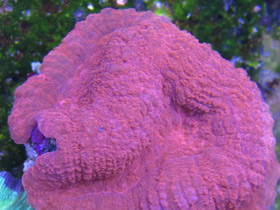 Смотреть фото Трахифиллии Фото Трахифиллии