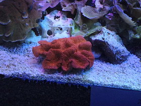 Смотреть фото Трахифиллии Фото Трахифиллии