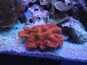 Смотреть фото Трахифиллии Фото Трахифиллии