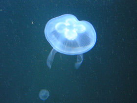 Смотреть фото Ушастая медуза Фото Ушастая медуза