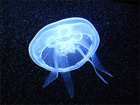 Смотреть фото Ушастая медуза Фото Ушастая медуза