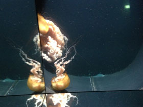 Смотреть фото Тихоокеанская морская крапива Фото Тихоокеанская морская крапива