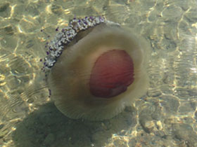 Смотреть фото Котилориза Фото Котилориза