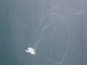 Смотреть фото Медуза амакуза Фото Медуза амакуза