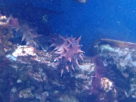 Смотреть фото Дальневосточный трепанг Фото Дальневосточный трепанг