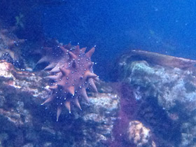 Смотреть фото Дальневосточный трепанг Фото Дальневосточный трепанг