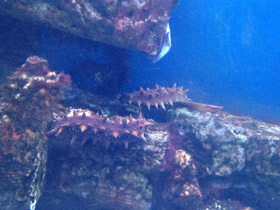 Смотреть фото Дальневосточный трепанг Фото Дальневосточный трепанг