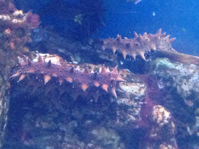 Смотреть фото Дальневосточный трепанг Фото Дальневосточный трепанг