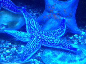 Смотреть фото Колкая дистоластерия Фото Колкая дистоластерия