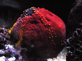 Смотреть фото Трехцветная голотурия Фото Трехцветная голотурия