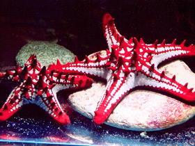 Красношипый протореастер Красношипый протореастер