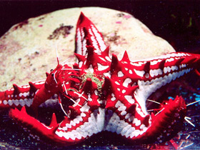 Смотреть фото Красношипый протореастер Фото Красношипый протореастер